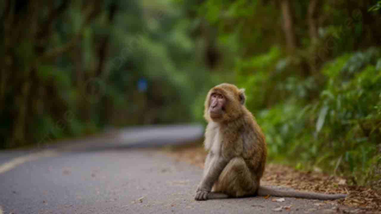 Monkey Caused Road Accident | అకస్మాత్తుగా రోడ్డుపై కోతి.. రోడ్డు ప్రమాదంలో ముగ్గురు బ్యాంకు   ఉద్యోగులు మృతి