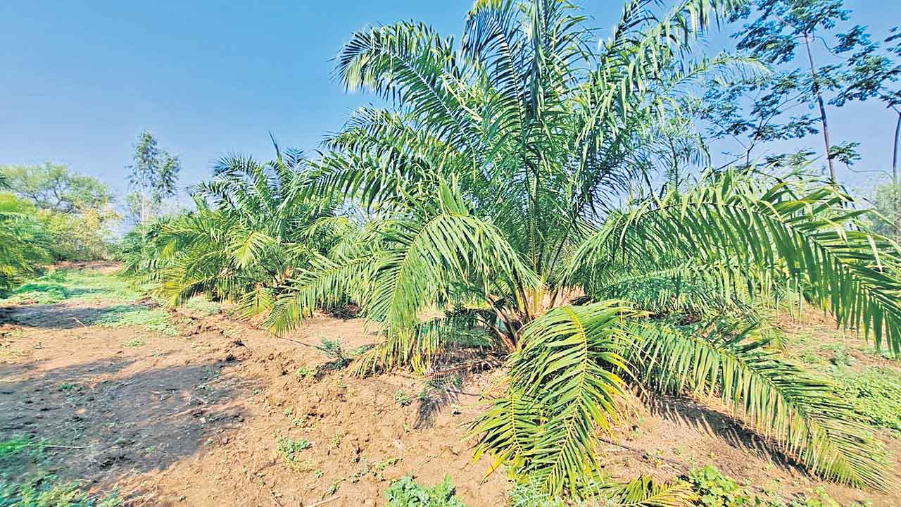 లక్ష ఎకరాల్లో ఆయిల్‌పామ్‌ సాగు