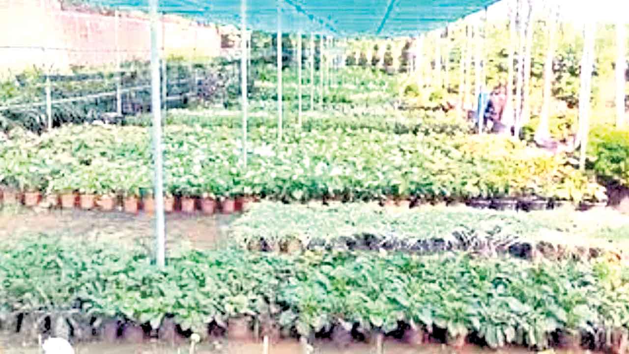 హరితహారానికి సన్నద్ధం