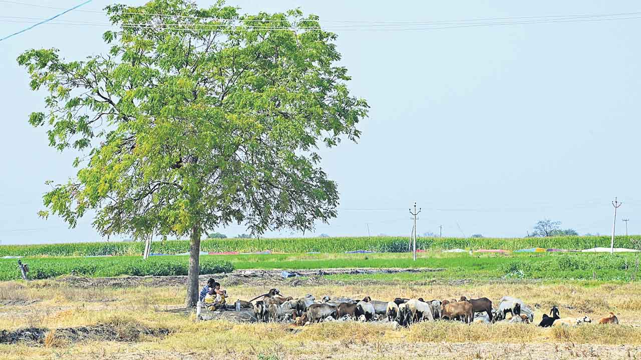 హరితహారం చెట్లపై వేటు!