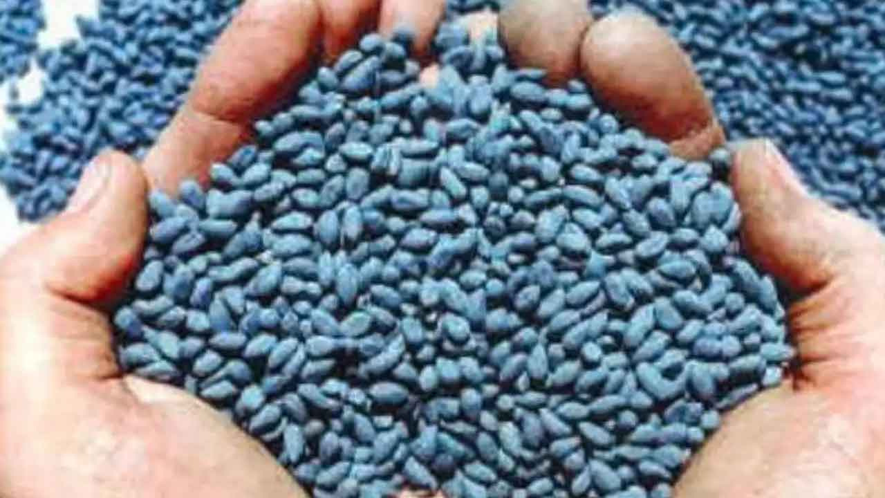 పత్తి విత్తన దందా