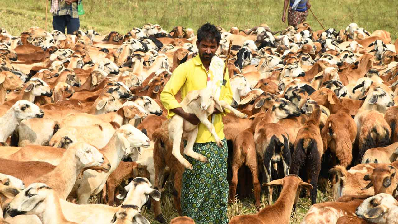 Congress Govt | గొర్రెల పంపిణీకి గుడ్‌బై.. పథకం అమలుపై చేతులెత్తేసిన కాంగ్రెస్‌ ప్రభుత్వం!