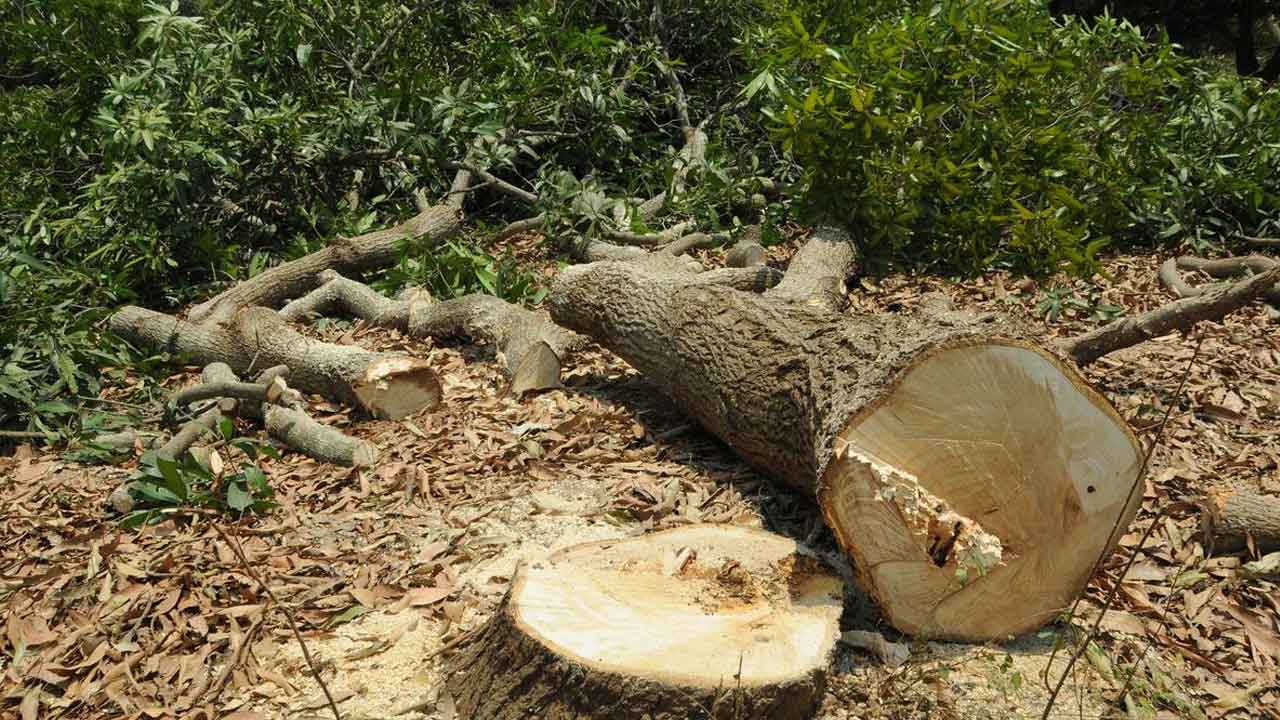 Trees | మూడేండ్లలో 50 లక్షల వృక్షాల నరికివేత!.. మధ్యభారతంలోనే అత్యధికం