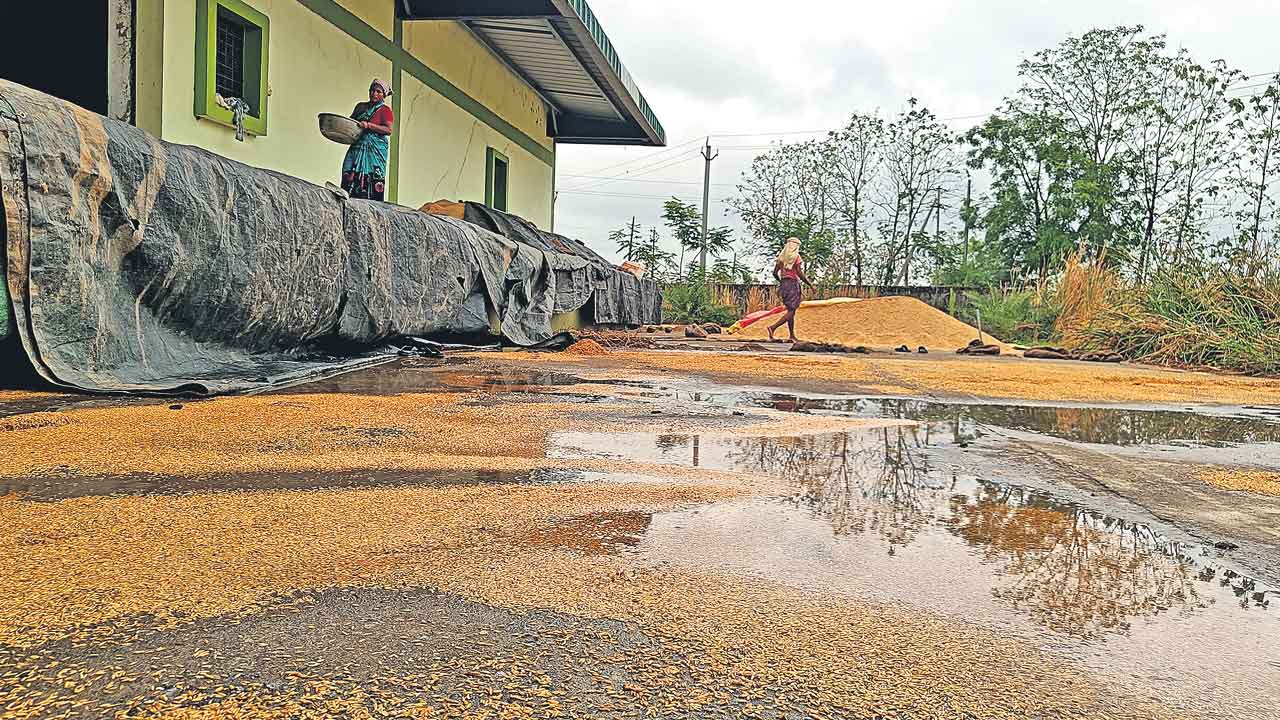 వడ్లు వర్షార్పణం