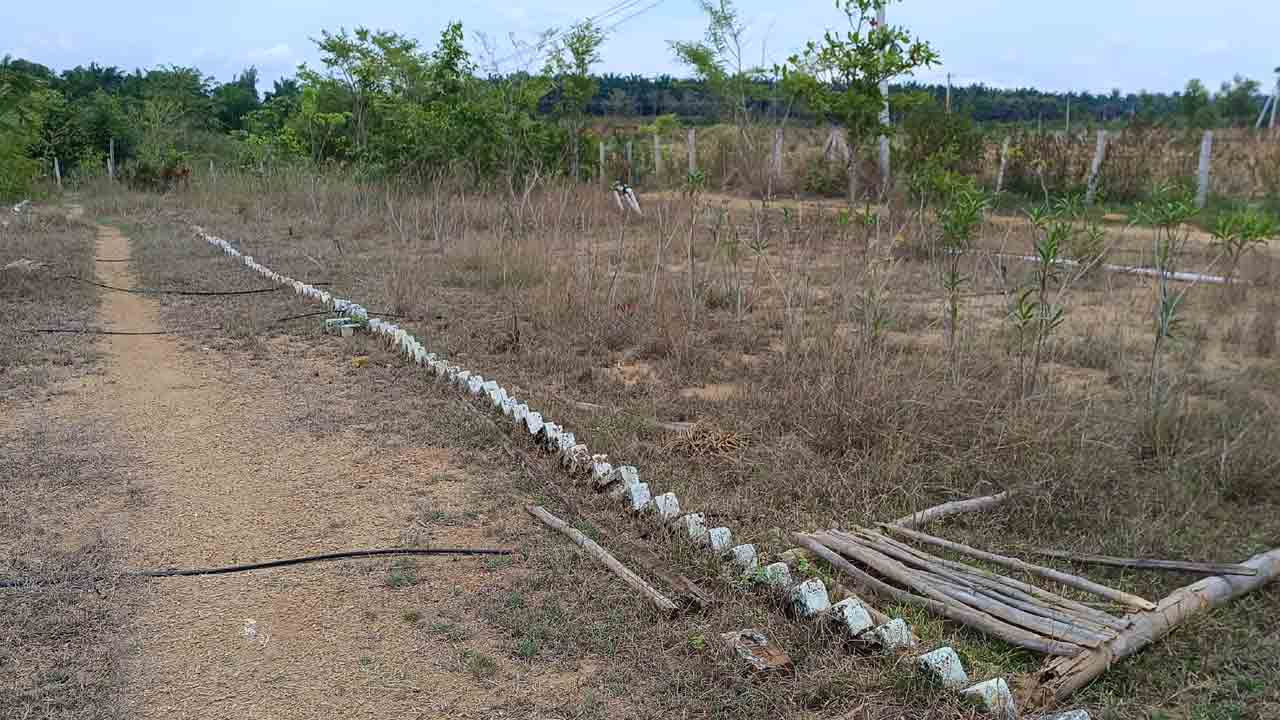 హరితహారంపై నీలినీడలు