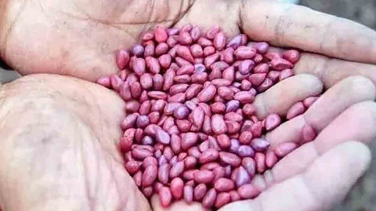 విత్తన బిల్లులు విధిగా ఇవ్వాలి