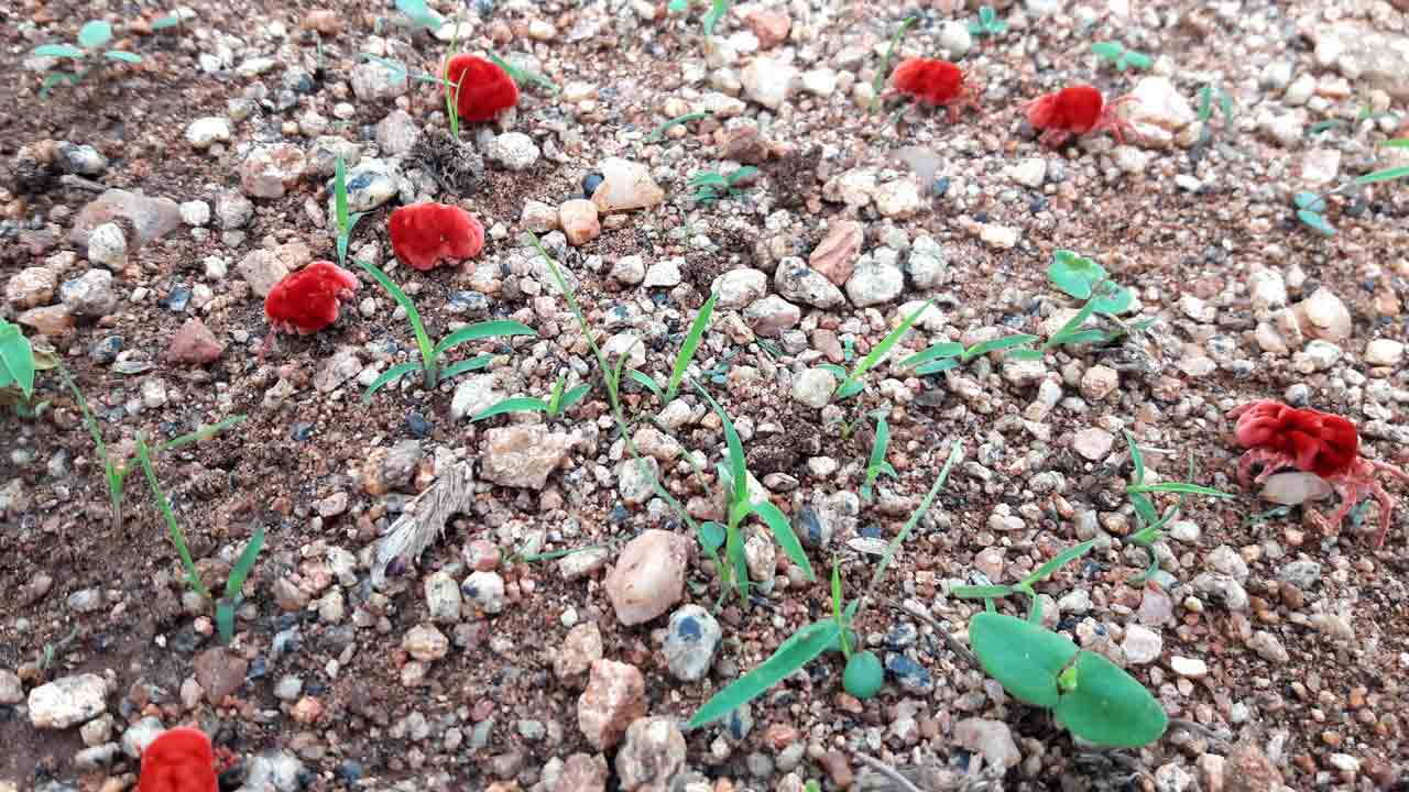 కాలం కలిసొచ్చినట్లే..