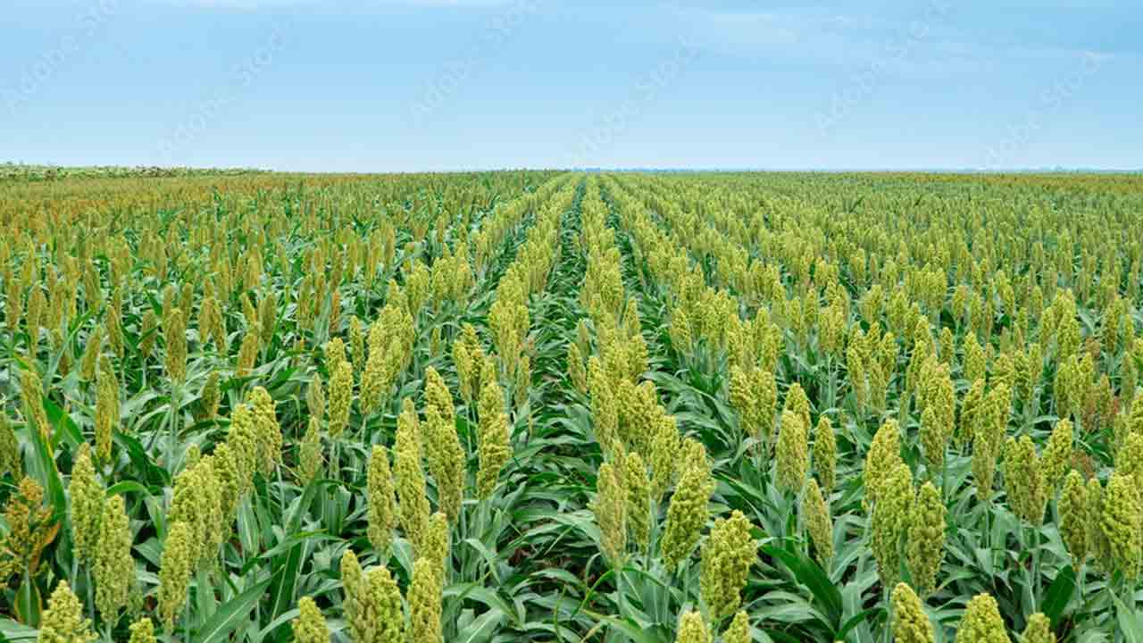 జొన్నసాగు.. లాభాలు బాగు