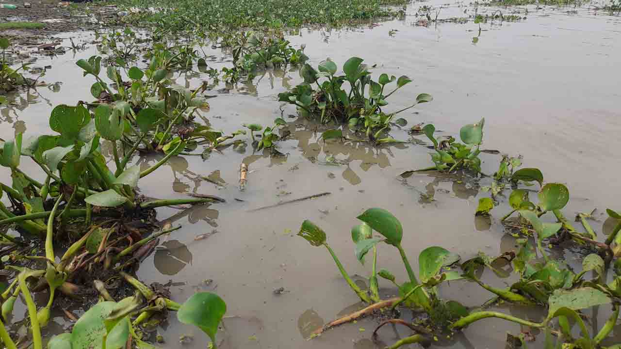 బెంగాల్‌ టెర్రర్‌