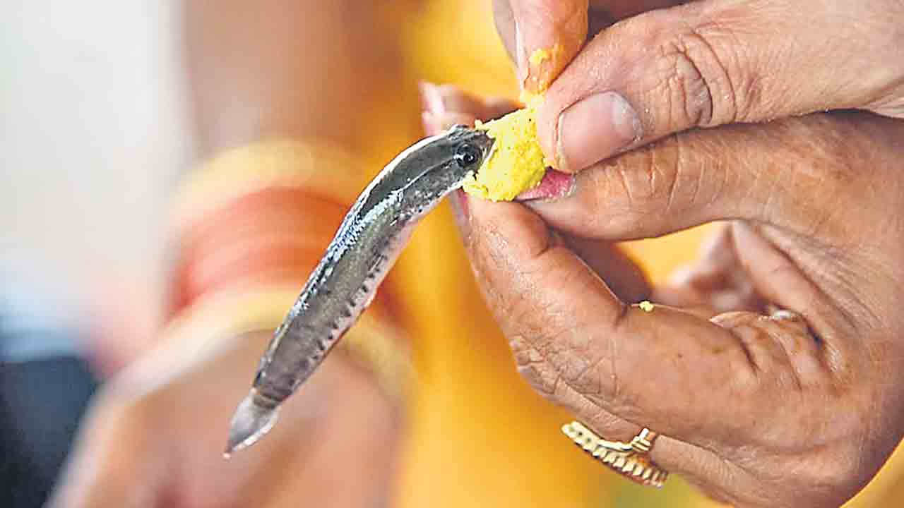 చేప మందుకు.. రెండు లక్షల కొర్రమీనులు..