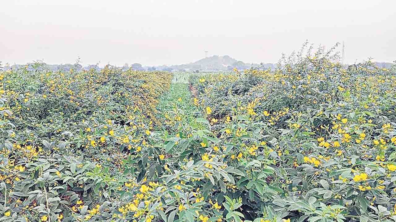 పంట మార్పిడి..అధిక రాబడి