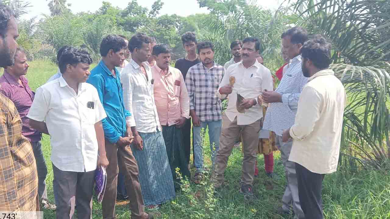 ఆయిల్పాం సాగుతో నికర ఆదాయం