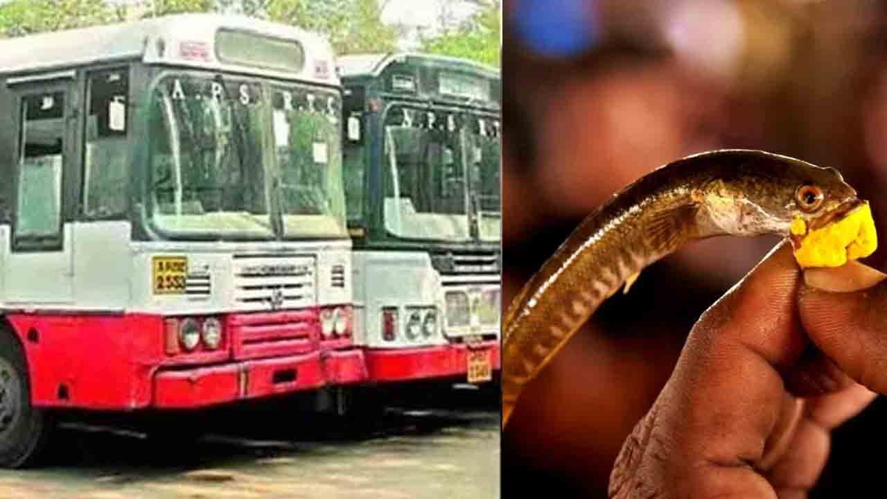 చేప ప్రసాదం..130 ప్రత్యేక బస్సులు