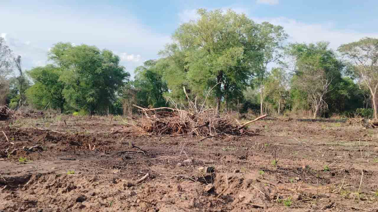 గుమ్మడవల్లి ఫారెస్ట్ సెక్షన్లో 30 ఎకరాల పోడు