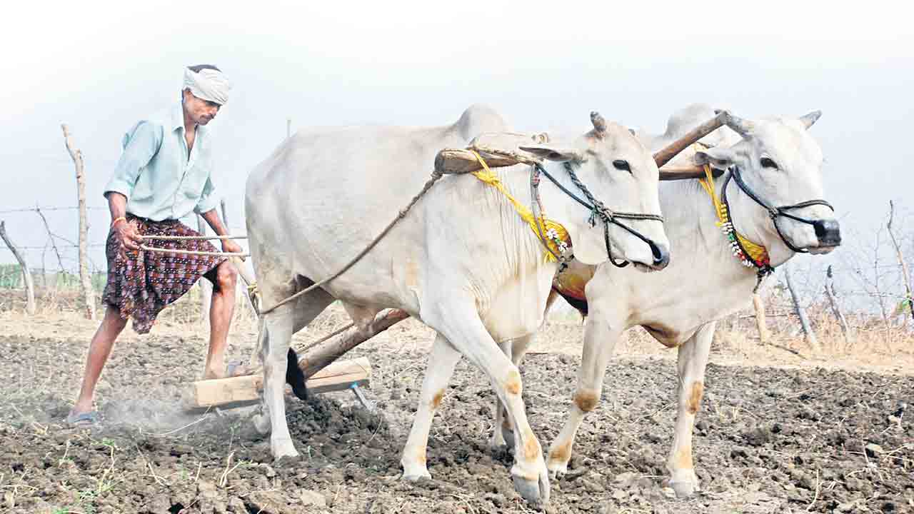 జోరుగా సాగు