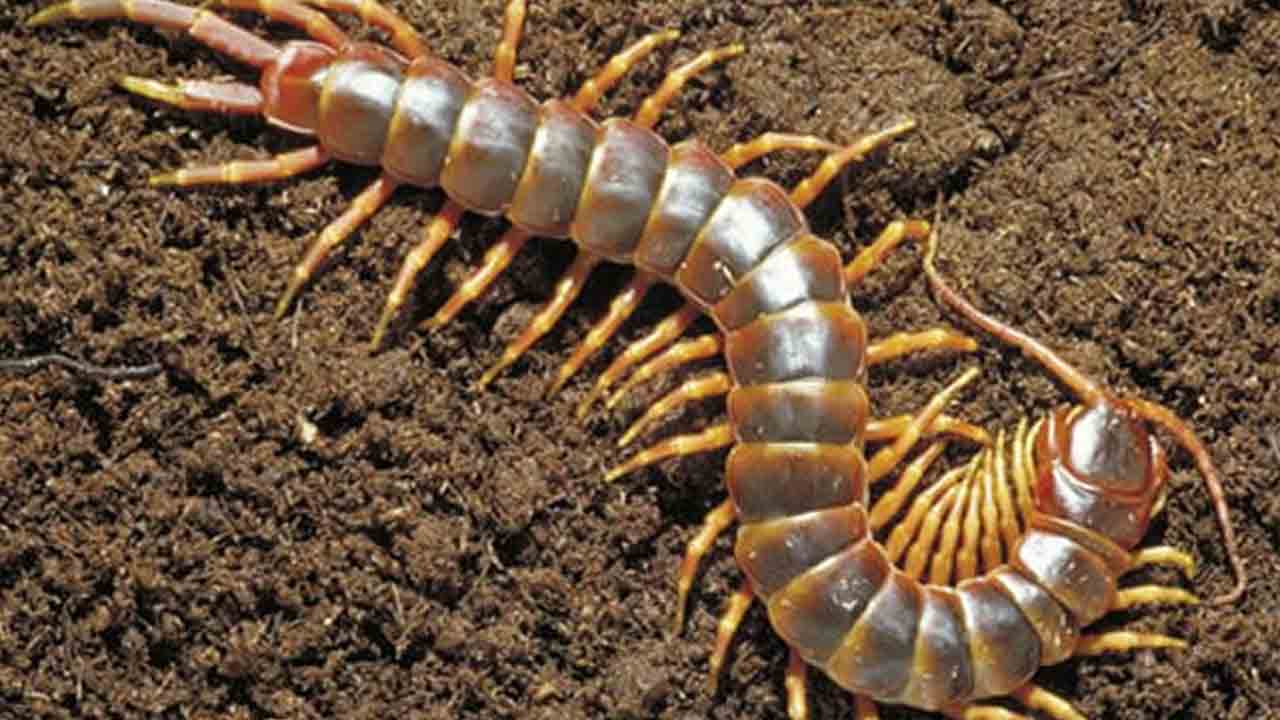 Creepy Crawlies | జెర్రిలో విష ప్రభావమెంత.. అంచనా వేస్తున్న సీసీఎంబీ