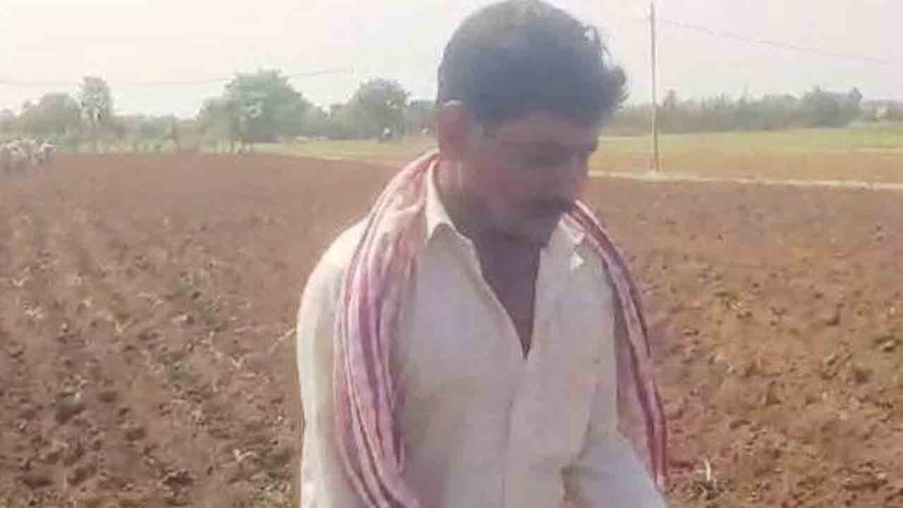 మొలకెత్తని మక్కజొన్న విత్తనాలు