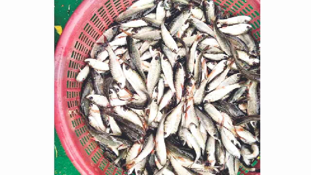 చేప చెరువులోకొచ్చేనా..?