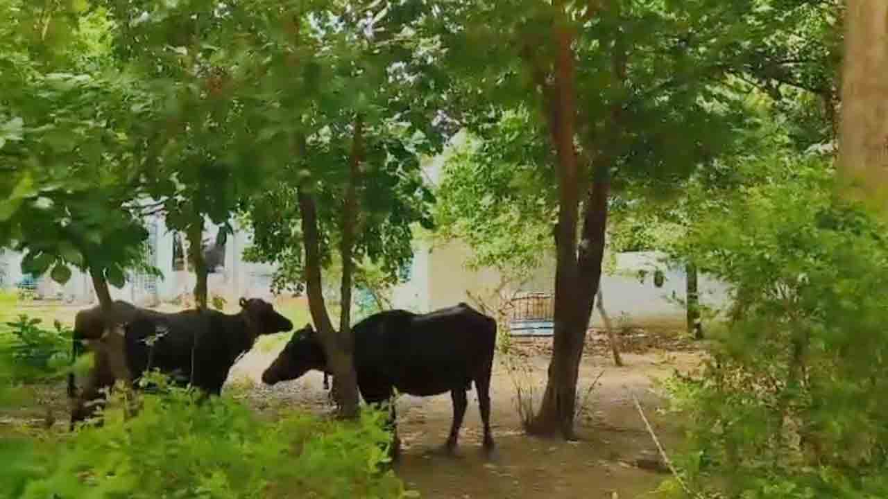 పశువులకు నిలయంగా పాఠశాల