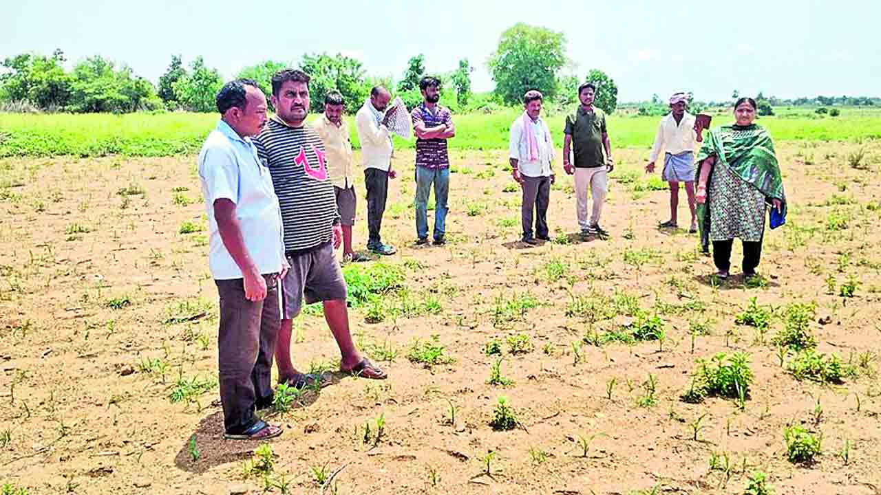 మొలకెత్తని చేను పరిశీలన