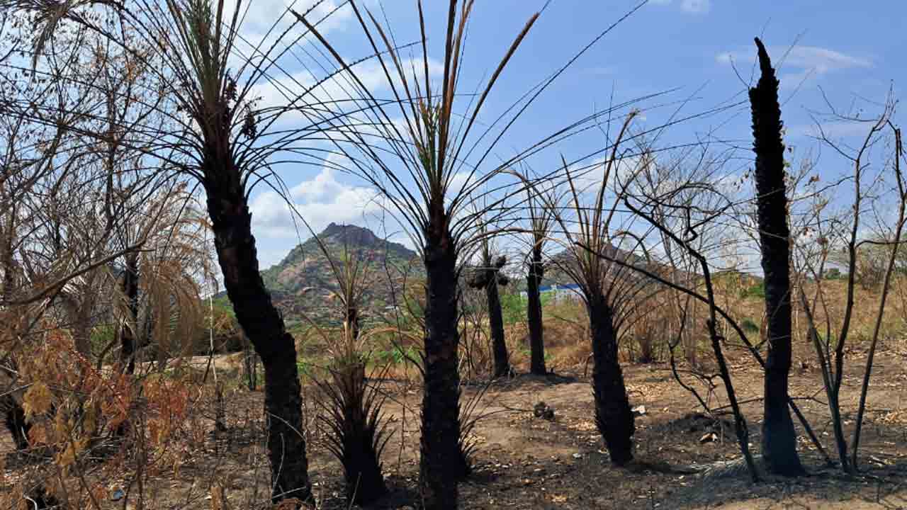 ఇసుక కోసం ఈత చెట్లకు నిప్పు