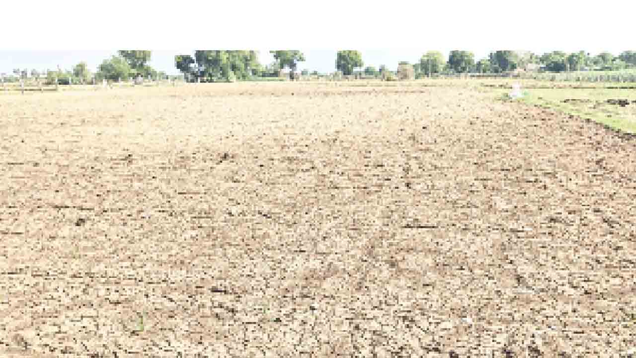 వాడిపోతున్న పత్తి మొక్కలు