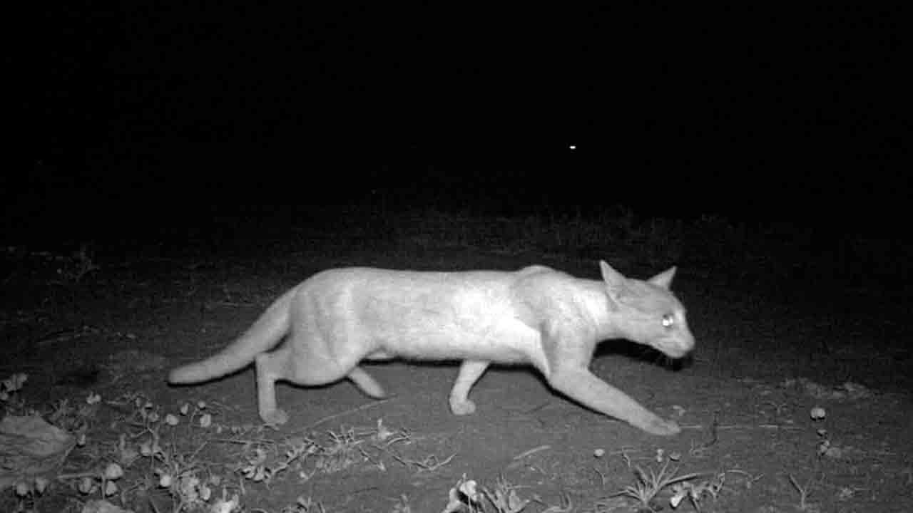 చిరుత కాదు..అడవిపిల్లి