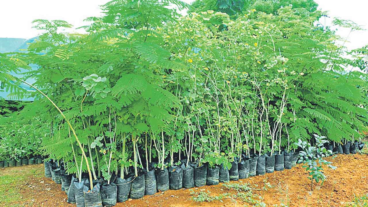 మొక్కలు సిద్ధం.. నాటుడు ఎప్పుడో..!