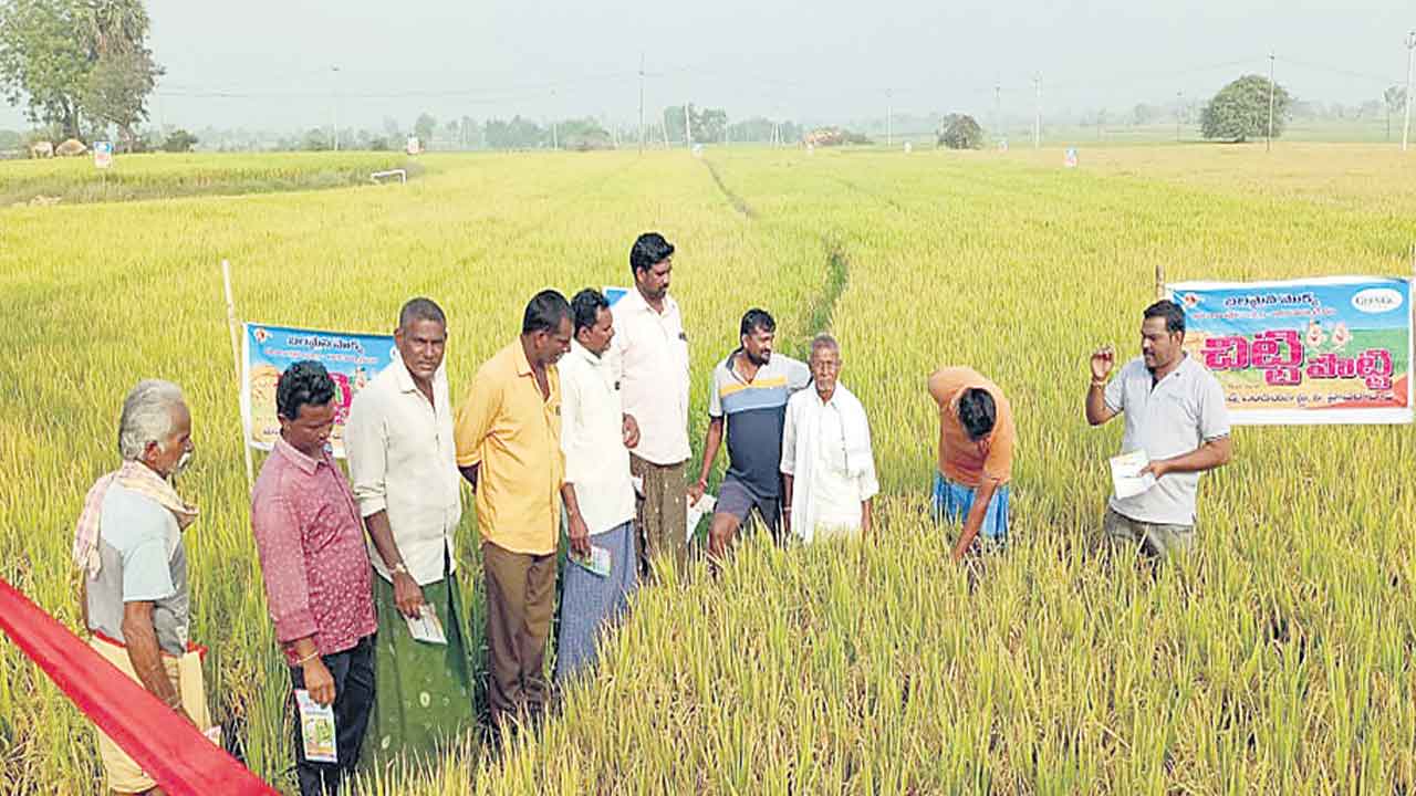 కరువులోనూ ఆదుకున్న సన్నాలు