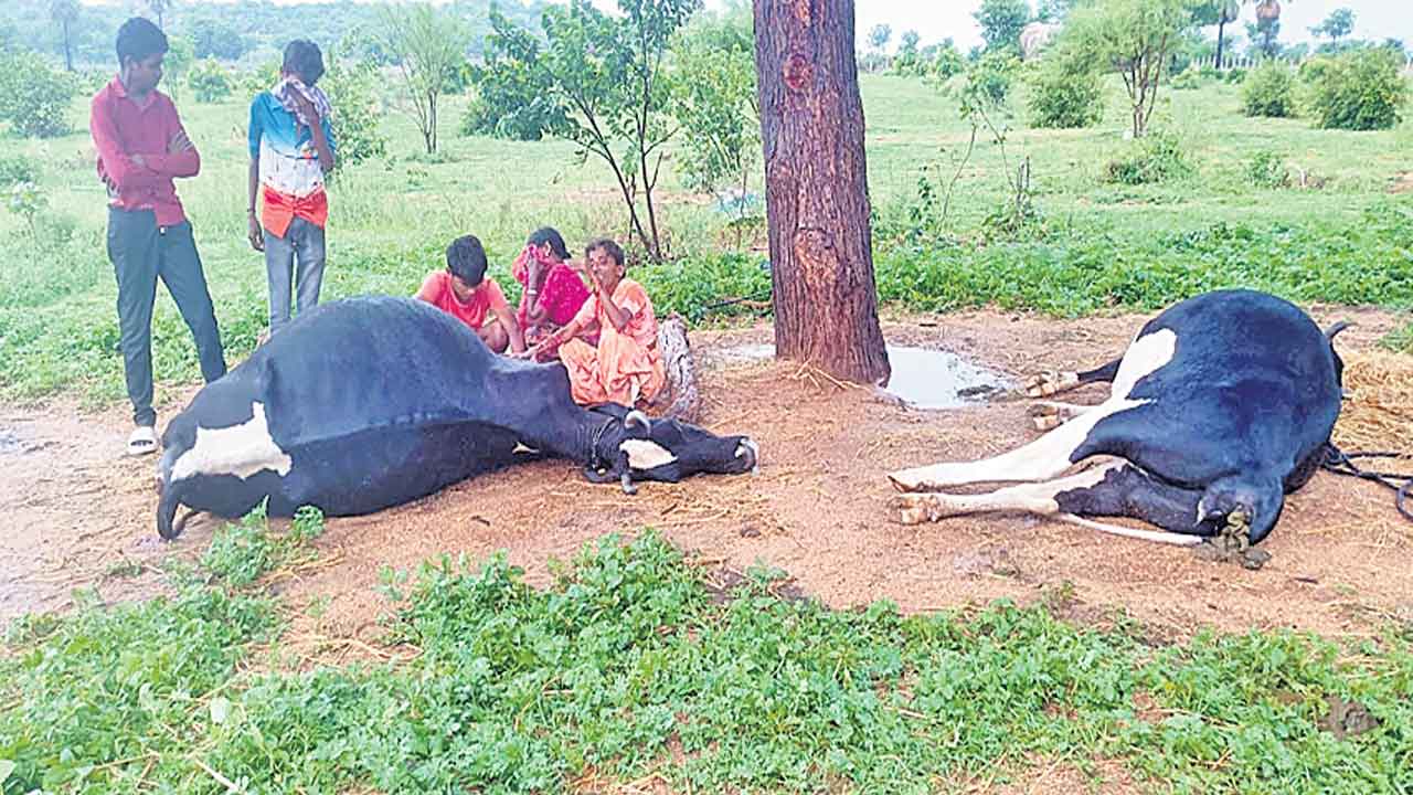 పిడుగుపాటుకు 17 జీవాలు మృతి