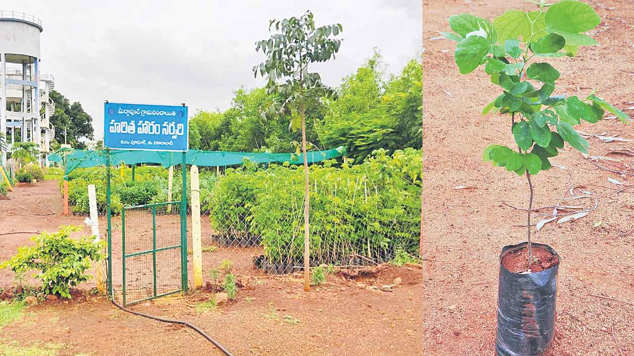నర్సరీల్లోనే మొక్కలు..!