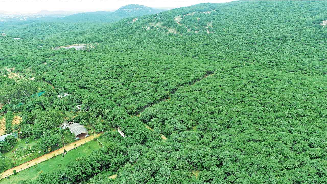 Haritha Haram | హరితహారం లక్ష్యం తగ్గింపు.. స్థలాల లభ్యత సమస్యగా మారిందంటున్న అటవీ శాఖ