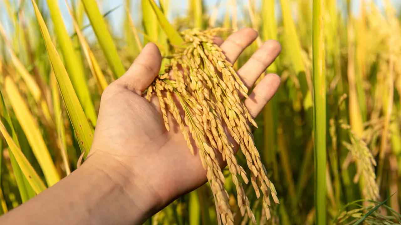 Congress Govt | సన్నాల సాగుపై సర్కార్‌ హ్యాండ్సప్‌.. బోనస్‌ భారం తగ్గించుకునేందుకు భారీ ప్లాన్‌!