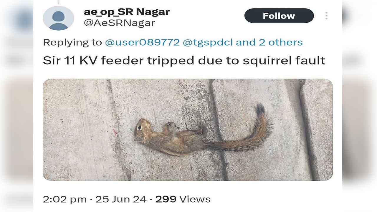 మొన్న తొండ..నిన్న బల్లి.. నేడు ఉడుత