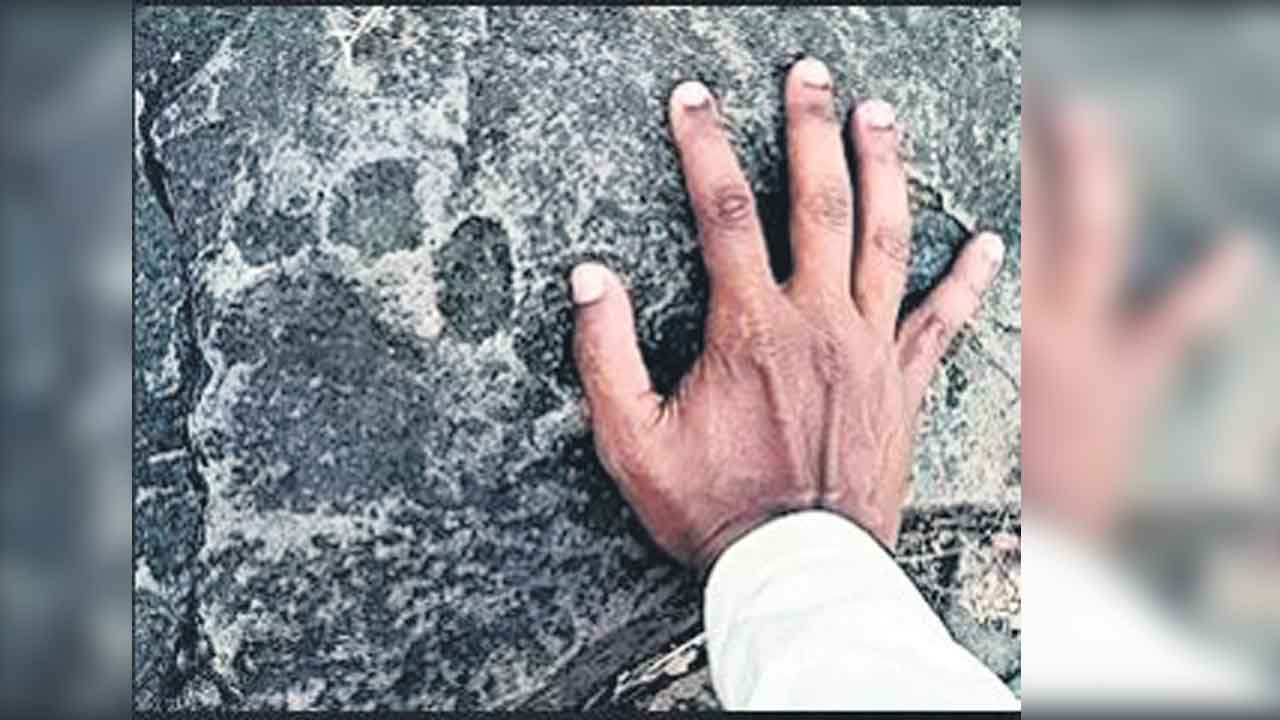 నల్లమల అడవిలో పిల్లి శిలాజ పాదముద్ర