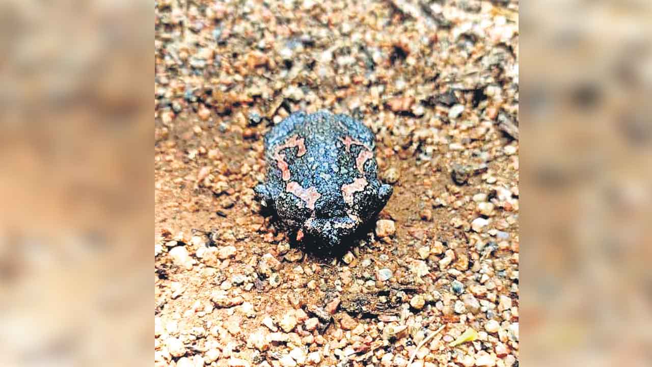 కవ్వాల్ అడవుల్లో అరుదైన కప్ప