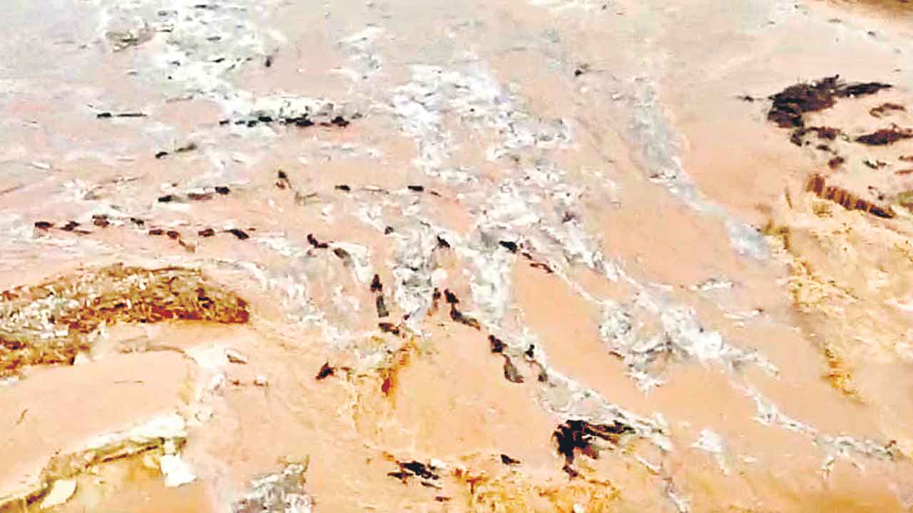 పెద్దవాగులో కొట్టుకుపోయిన పశువులు