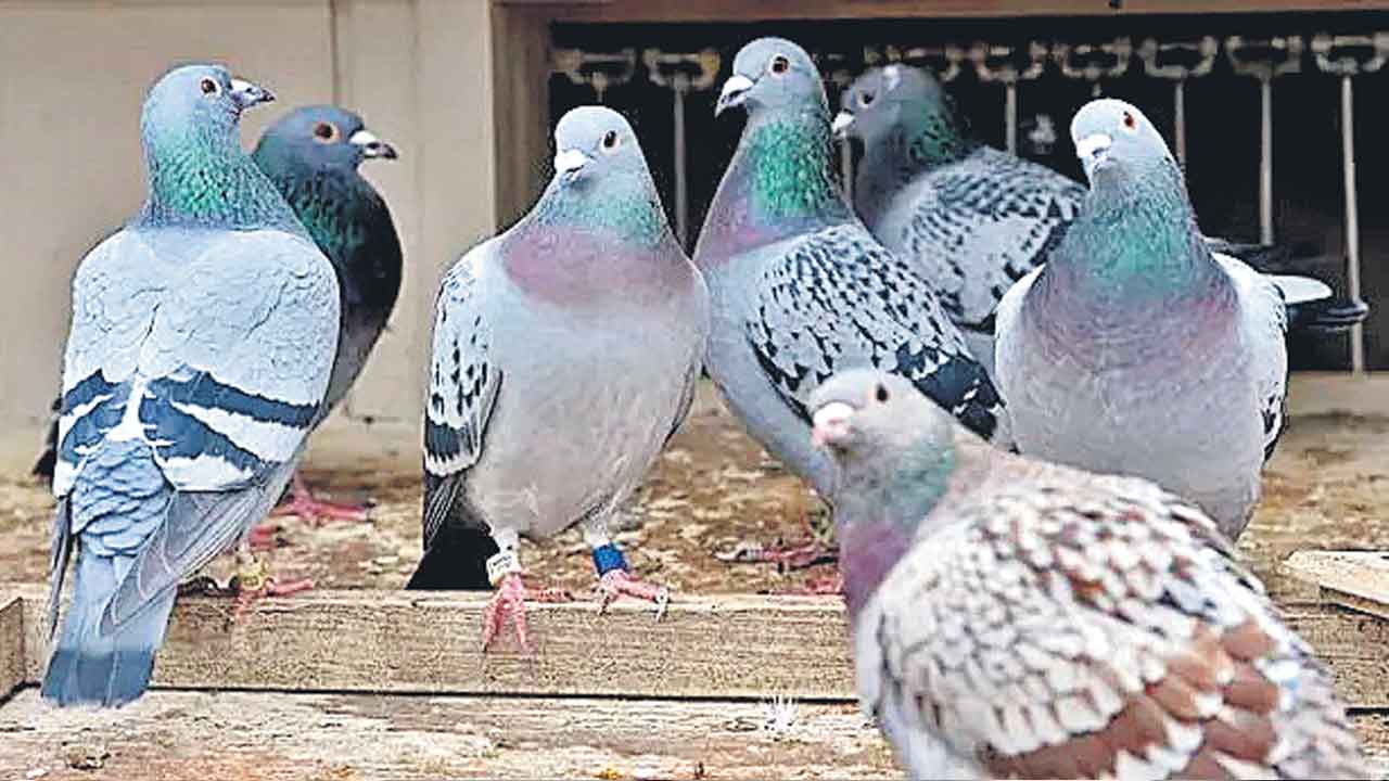 పావురాలన్నింటినీ చంపేయాలి