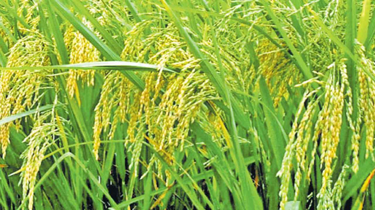 రైతుల కోసం మరో 8 రకాల వంగడాలు