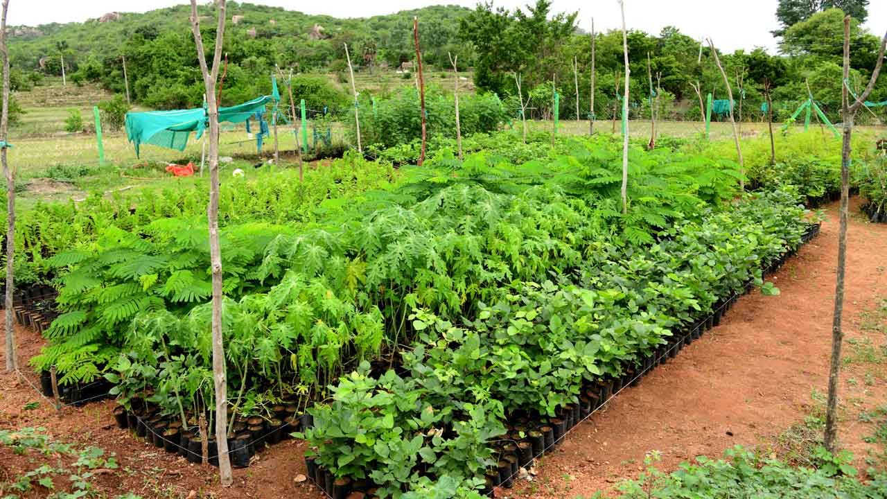 పచ్చదనంపై పట్టింపేదీ?