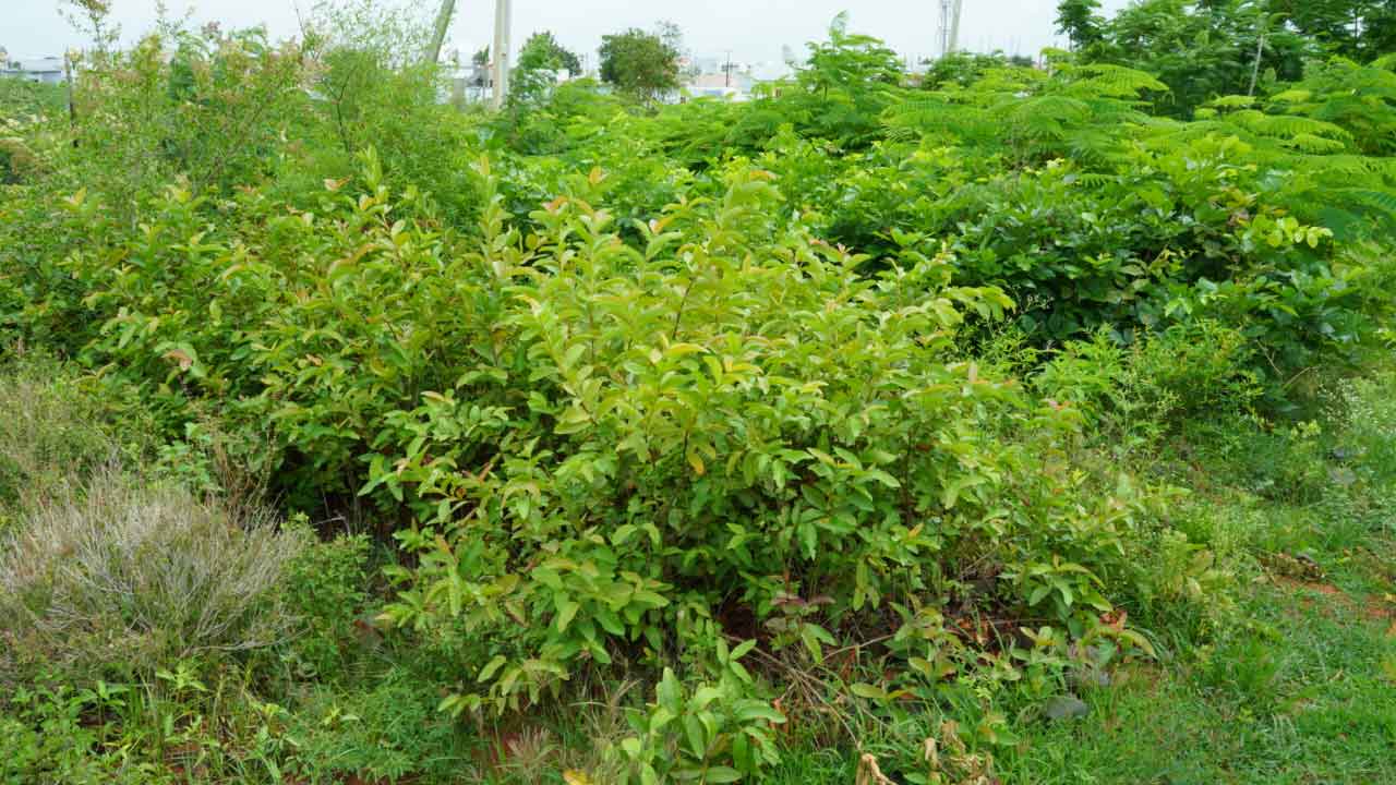 వనమహోత్సవమెప్పుడో?