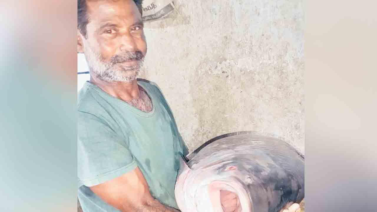 బాబోయ్‌.. పేద్ద చేప