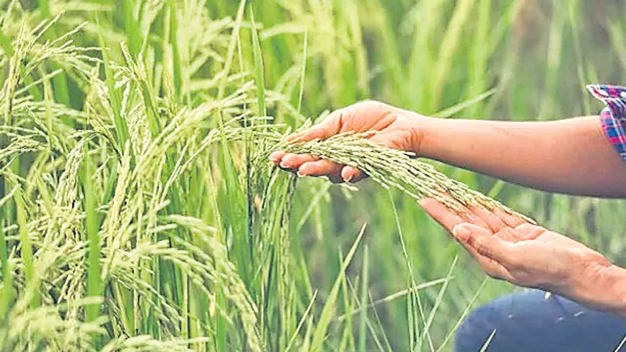 MSP | పలు రాష్ర్టాల్లో అసెంబ్లీ ఎన్నికలు.. వరికి మద్దతు ధర రూ.117 పెంచిన కేంద్రం