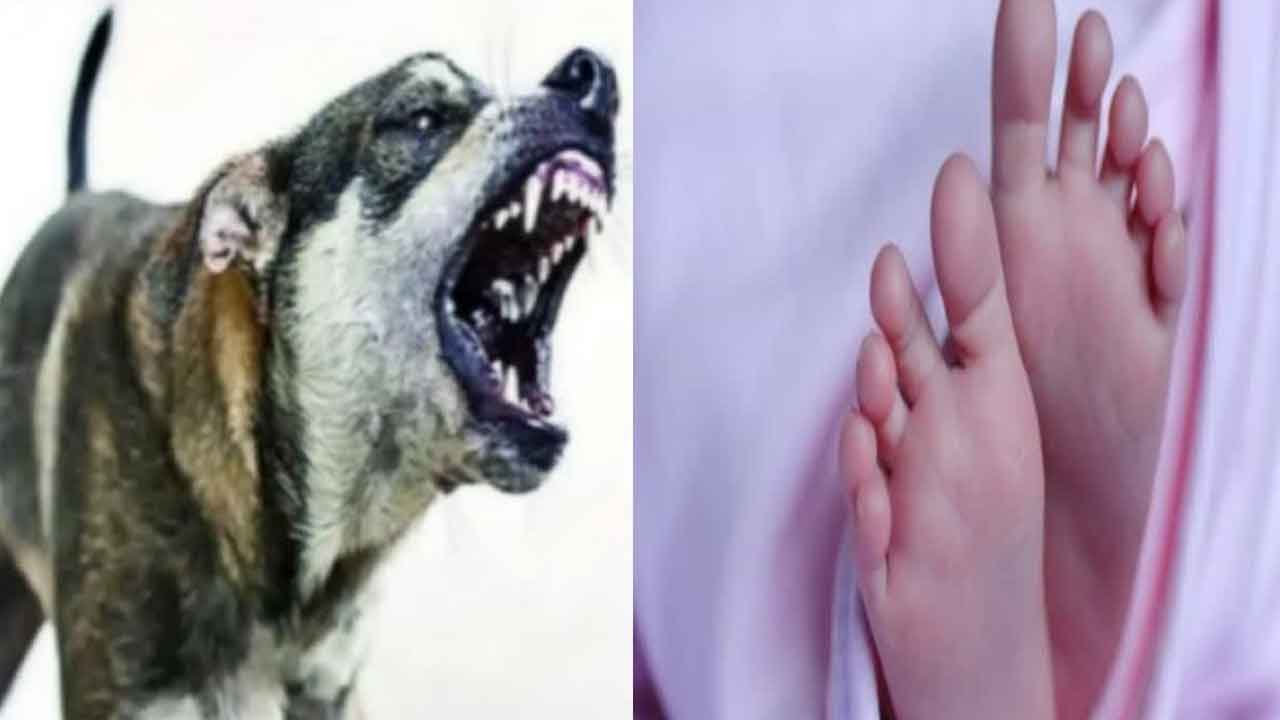 కుక దాడితో 42 రోజుల పసికందు మృతి
