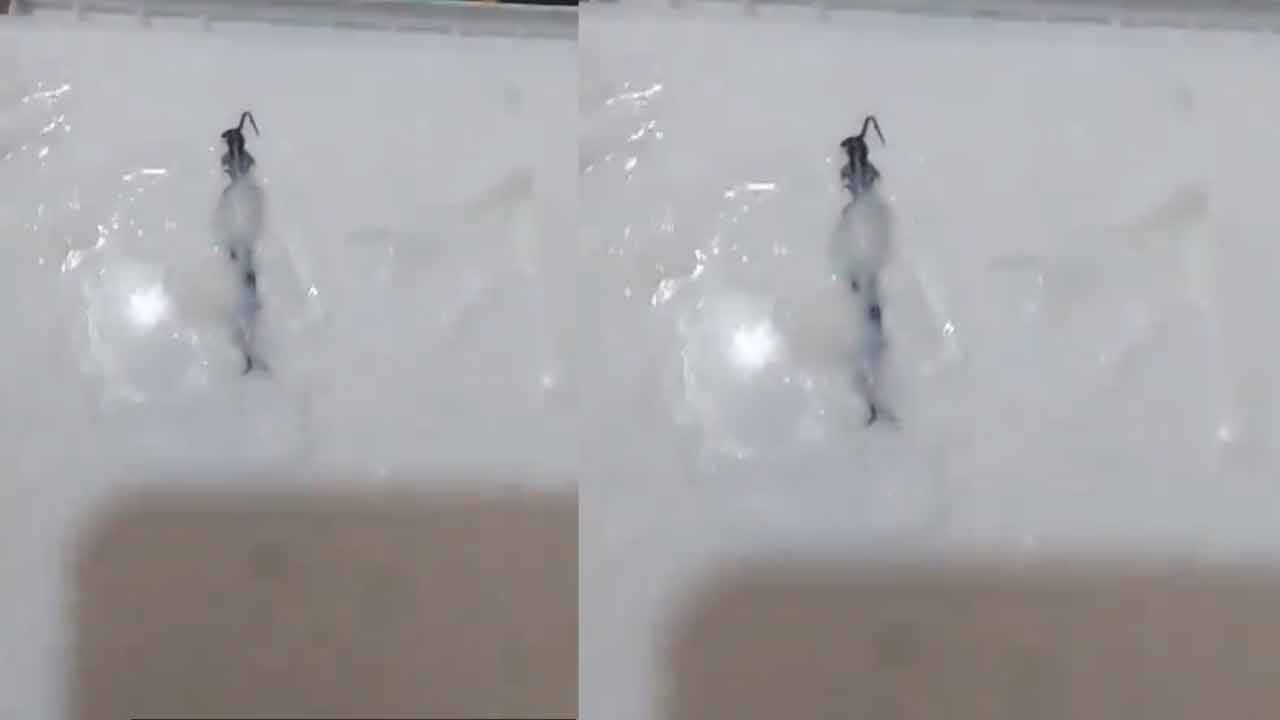 Amul Ice Cream | అమూల్‌ ఐస్‌క్రీమ్‌ డబ్బాలో జెర్రి.. షాకైన కస్టమర్..!