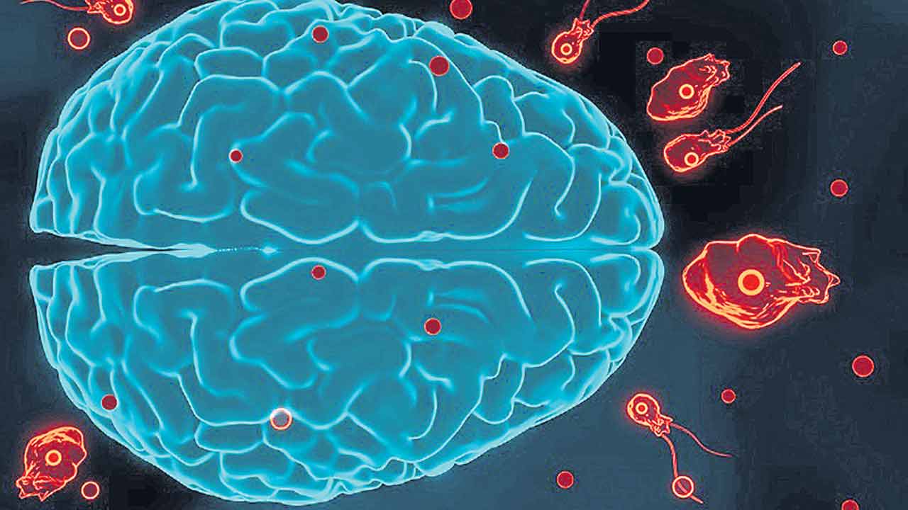 మెదడును తినే అమీబా