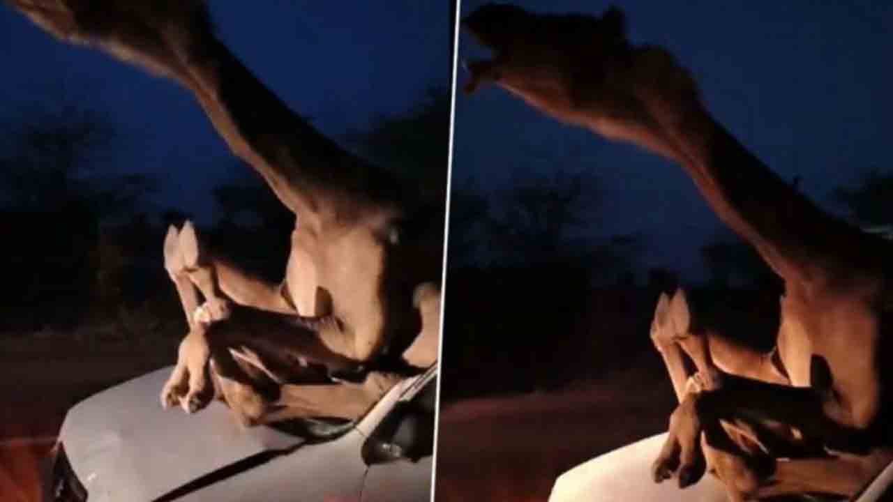 Watch: ఒంటెపైకి దూసుకెళ్లిన కారు.. తర్వాత ఏం జరిగిందంటే?