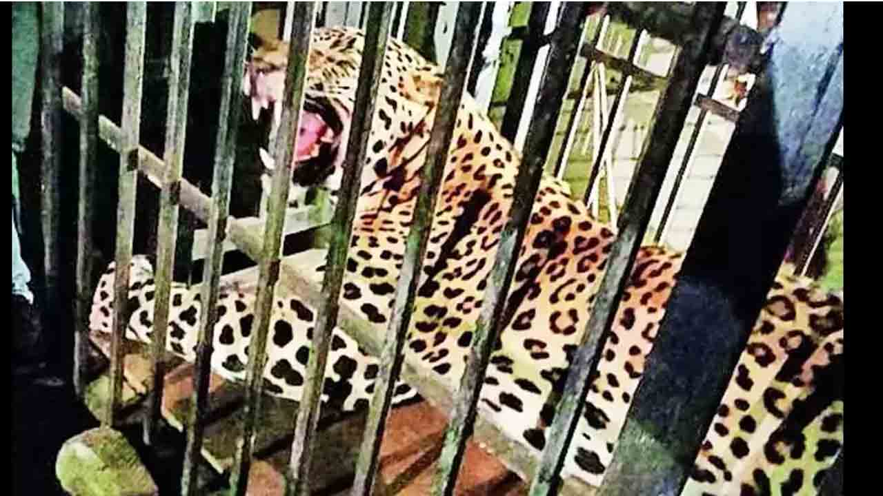 Leopard Trapped | ఎట్టకేలకు చిక్కిన చిరుత.. ఊపిరి పీల్చుకుంటున్న గ్రామస్తులు