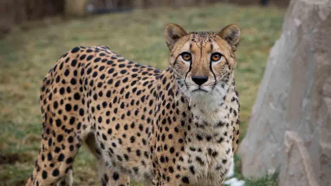 Cheetah attack | దారుణం.. చిరుత దాడిలో మహిళ మృతి