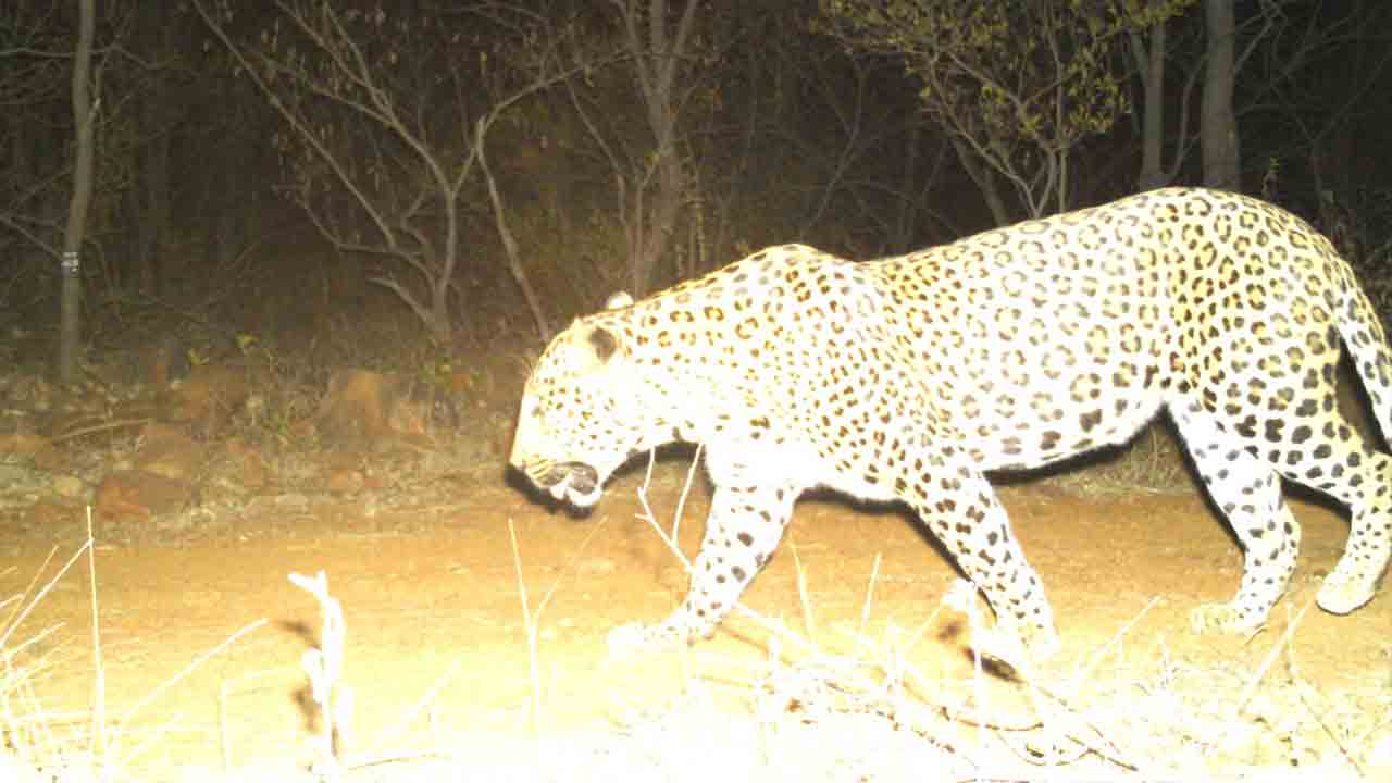 నల్లమలలో జంతు సందడి